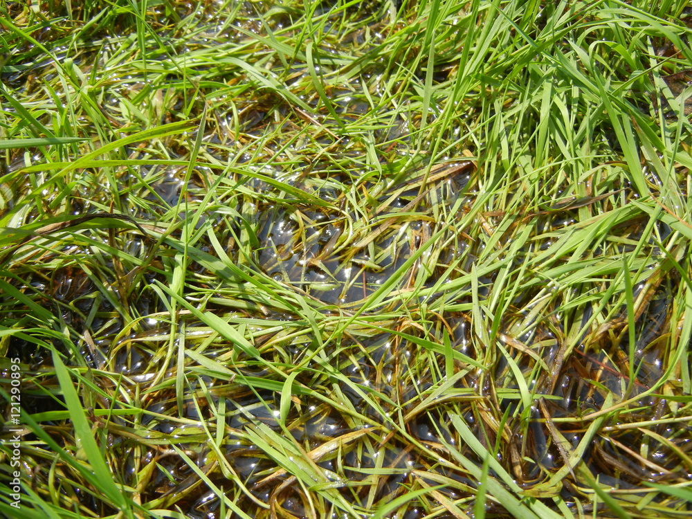 Wet Grass