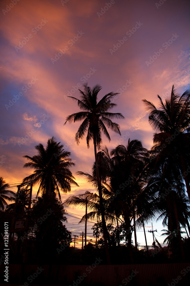 Sunset behind Palm Trees