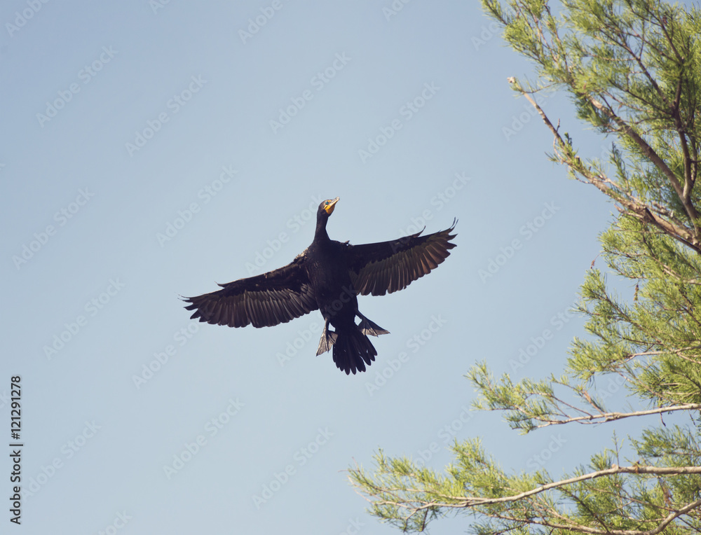 Obraz premium Double-crested Cormorant