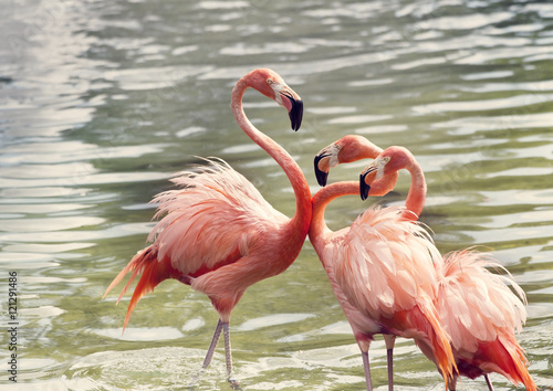 Pink Flamingos in the water