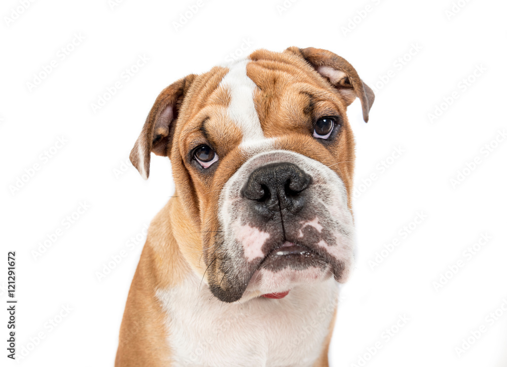 Grumpy English bulldog