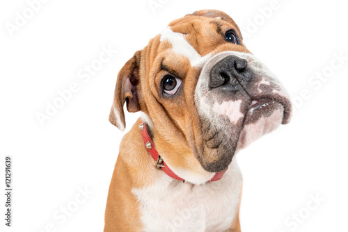 Fototapeta Naklejka Na Ścianę i Meble -  Cute English bulldog pup