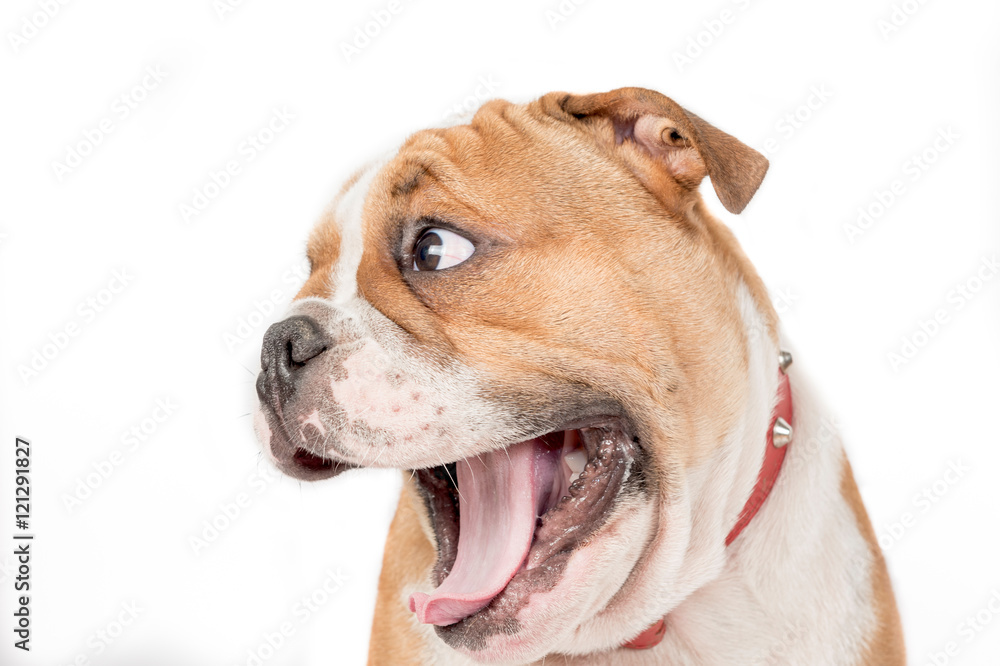 English bulldog pup