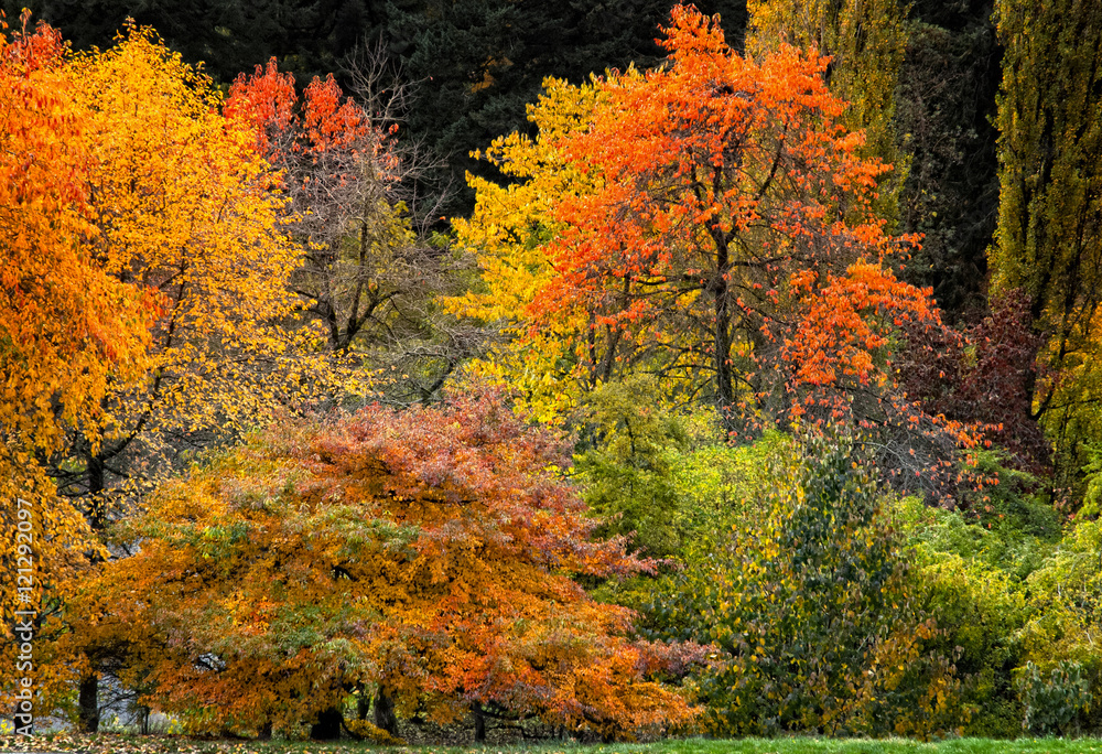 Enchanted Forest Enchanted Forest