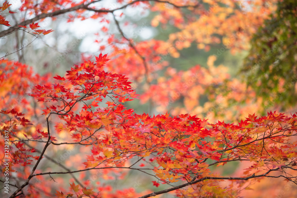 紅葉