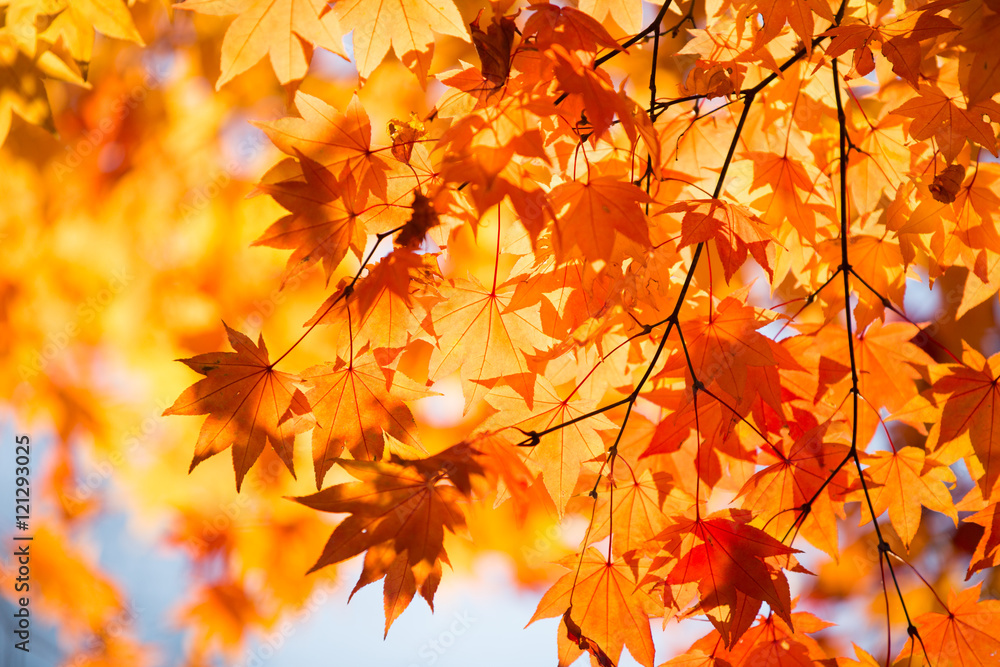 紅葉 紅葉