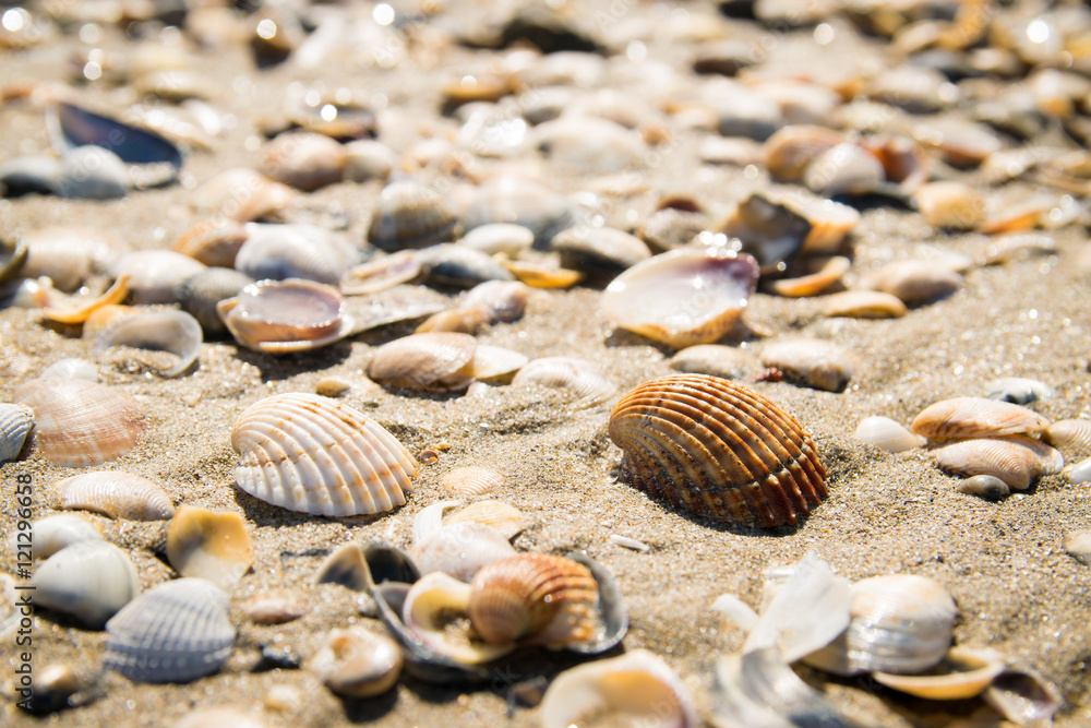 Shells on the seashore. Shells on the seashore.