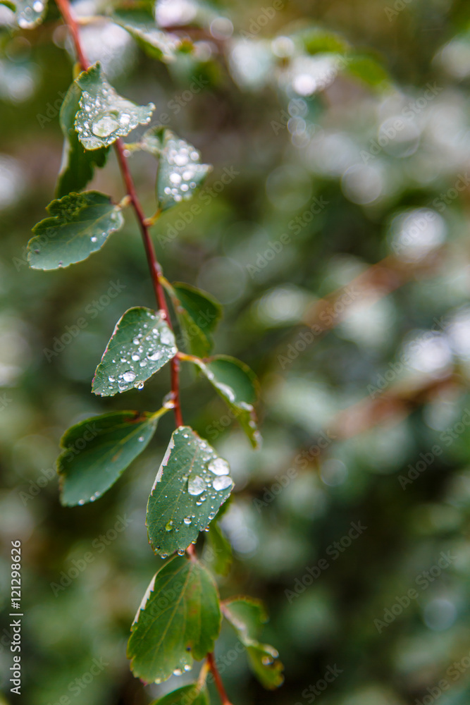 Raindrops or dew drops on green leaves  a tree branch.