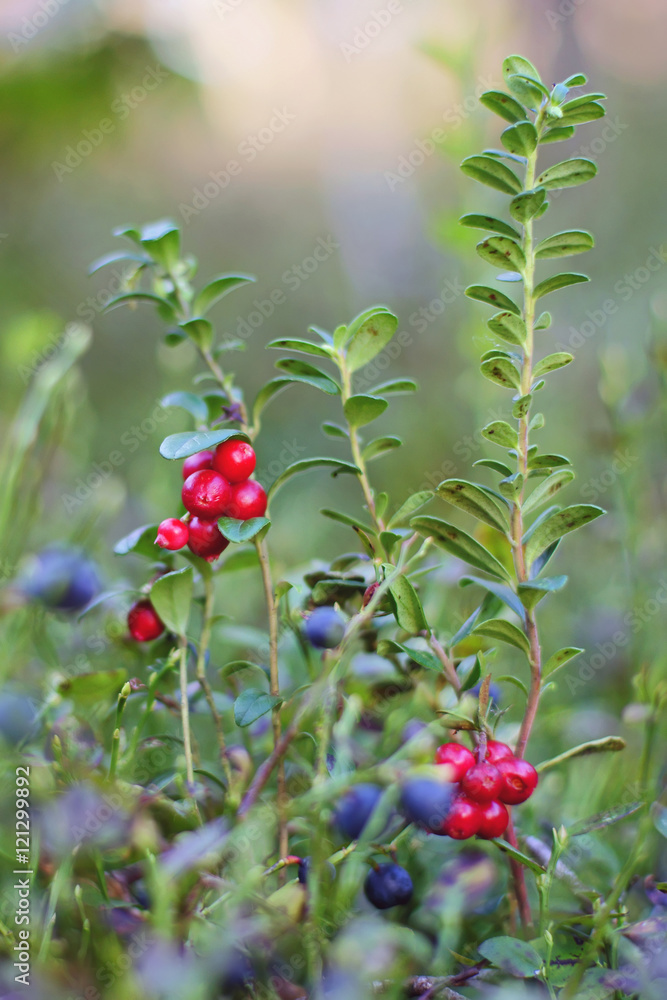 Wild cowberry and blueberry bushes with berries growing in the forest
