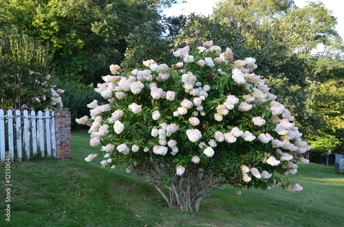 hydrangea tree