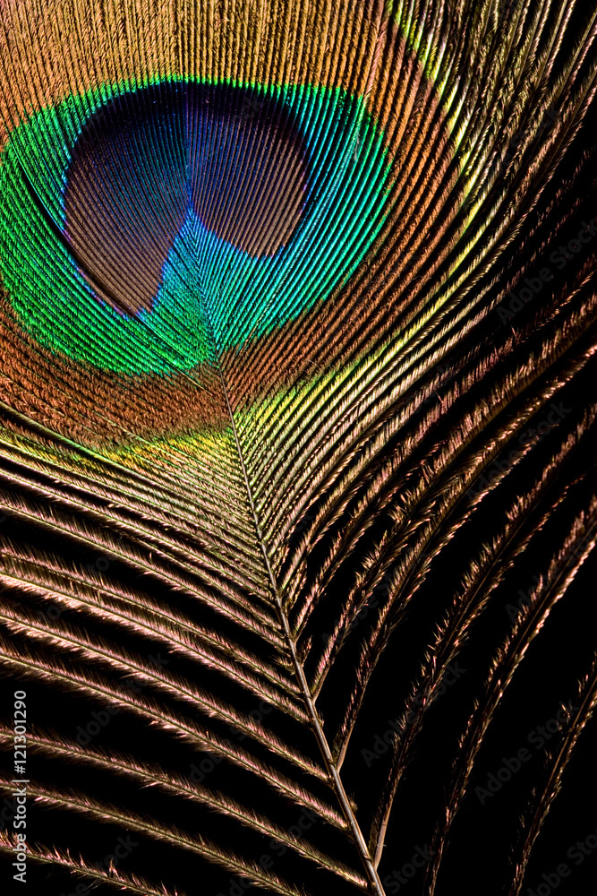 Obraz premium Peacock Feather