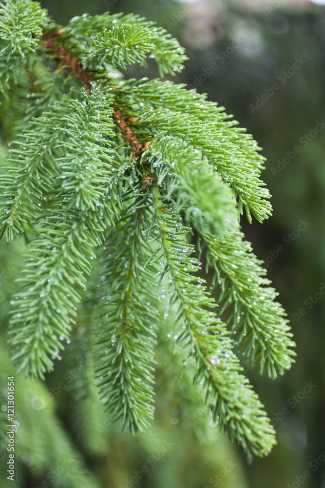 green spruce tree needles on branch in early summer green spruce tree needles on branch in early summer