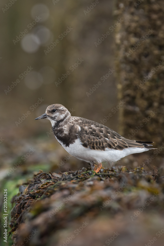 Ruddy Turnstone, Turnstone , Arenaria interpres Ruddy Turnstone, Turnstone , Arenaria interpres