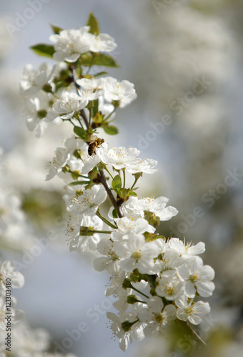 Honey Bees on a cherry blossom flower collecting 2