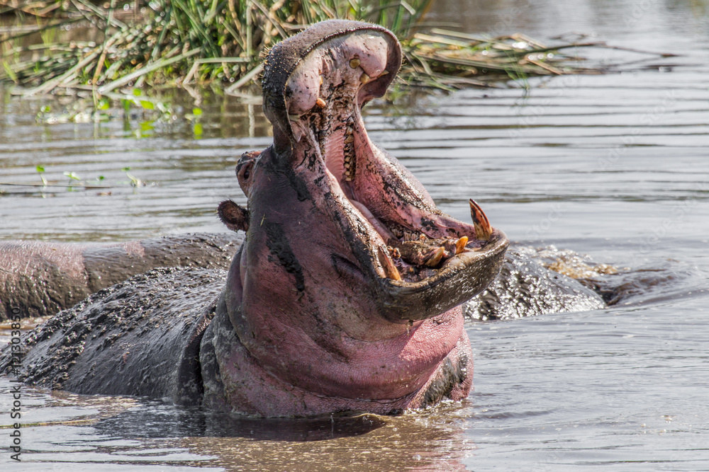 Fototapeta premium Hippo Howl