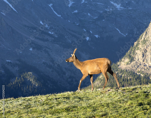 Elk of Rocky Mountains National Park
