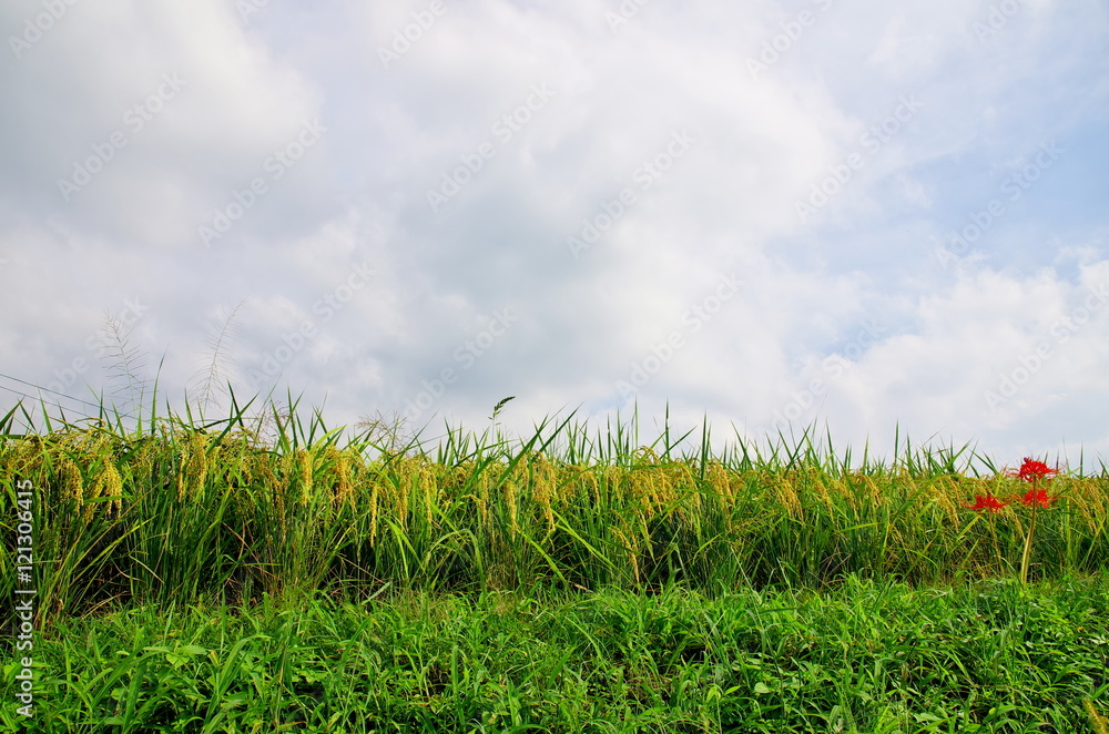 田んぼの畦道に咲く彼岸花 Stock Photo Adobe Stock