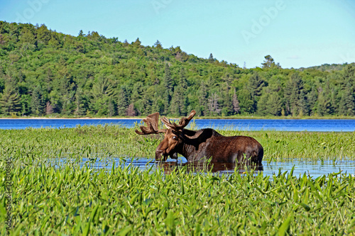 Moose in a lake in Canada