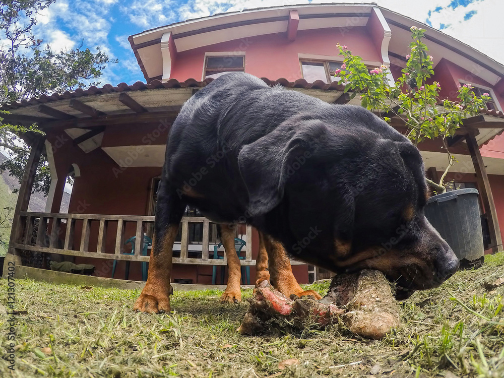 Rottweiler Male Dog Chewing A Big Bone Stock Photo Adobe Stock