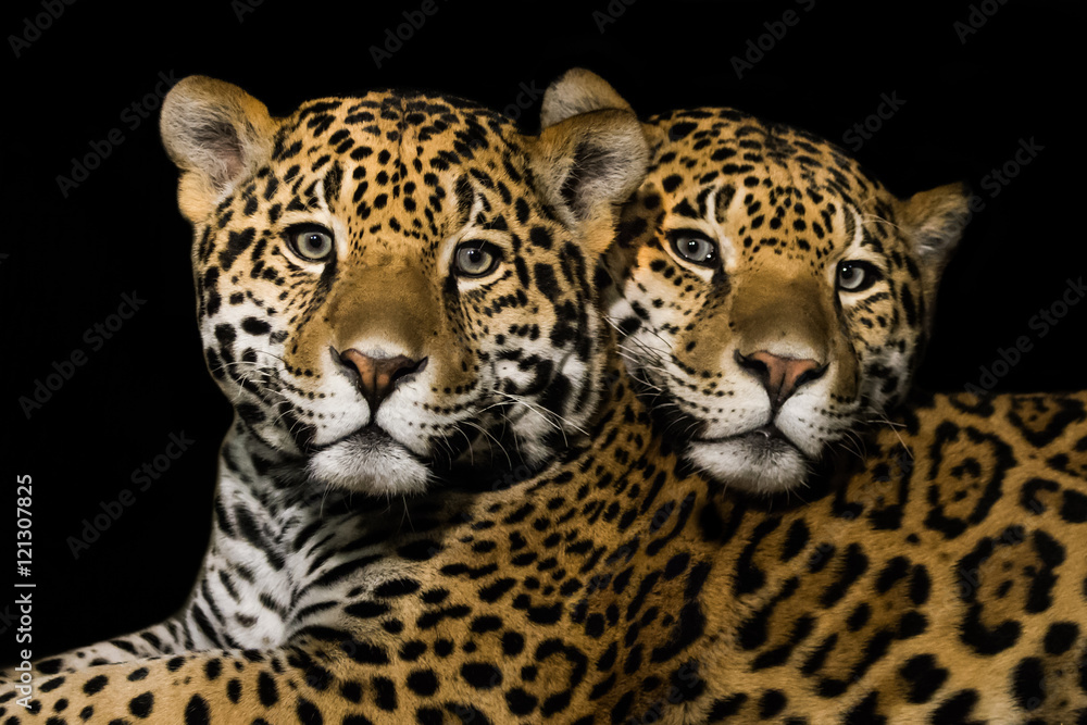 Jaguar Pair Jaguar Pair