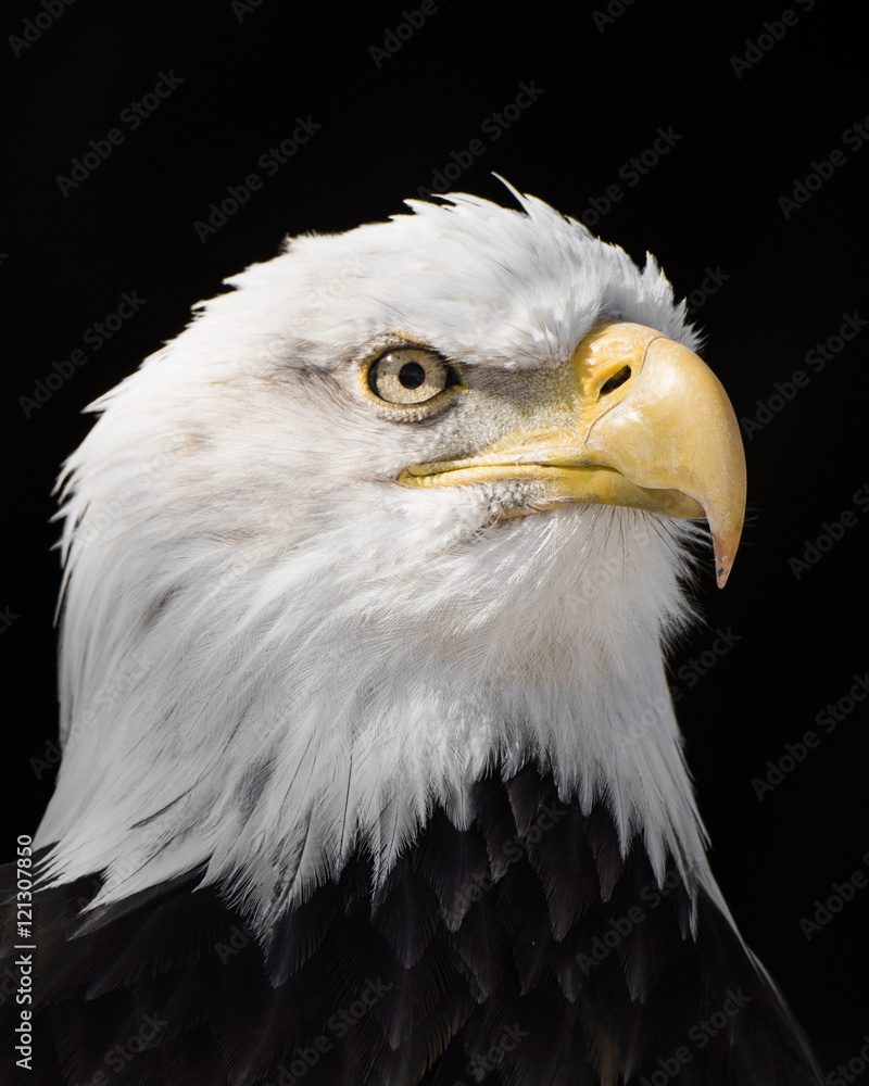 Obraz premium Bald Eagle XIII