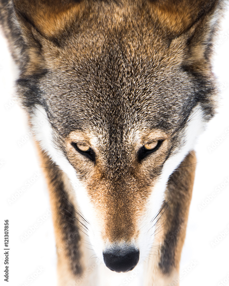 Fototapeta premium Red Wolf in Snow VI