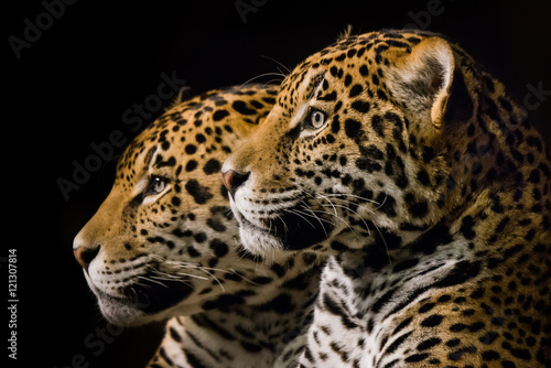Jaguar Pair III © Abeselom Zerit