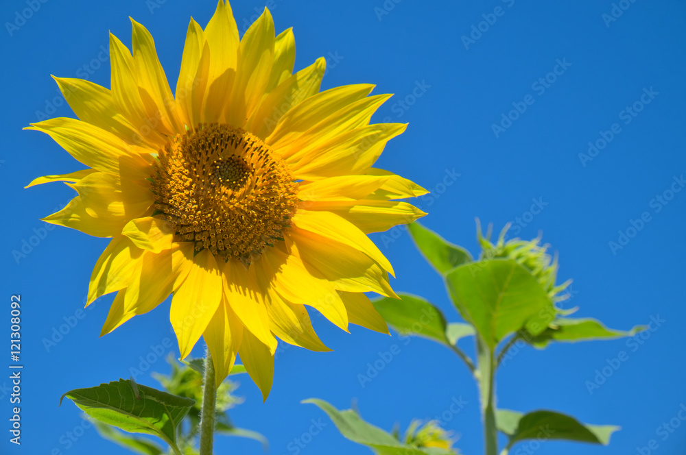 Field of Sunflowers during the sunny summer day. Nature and outdoors Field of Sunflowers during the sunny summer day. Nature and outdoors