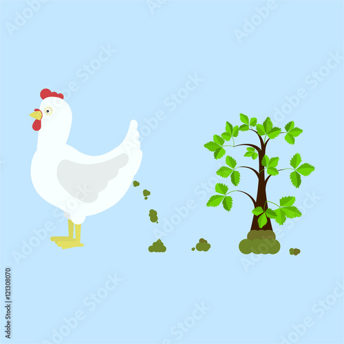 Chicken pooping and fertilizing the land. Tree rising over compost. Isolated. Blue background.