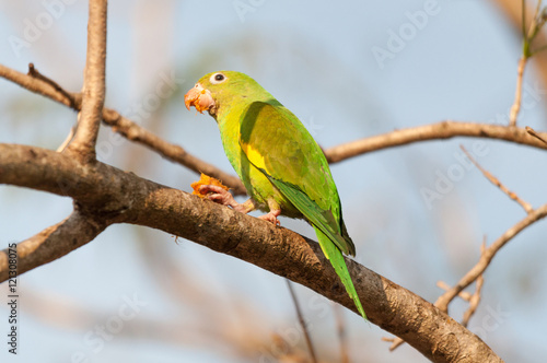 Parakeet bird with the nozzle treacle after eating some fruits. The bird is holding the fruit with a paw. Beautiful green bird.
