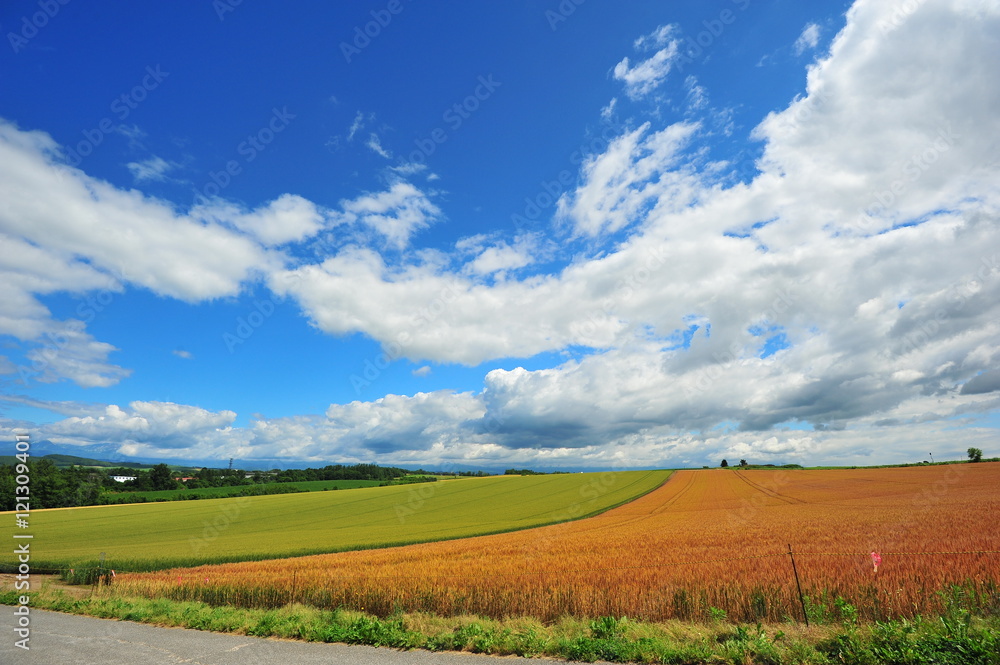 Yellow Wheat Fields in Biei, Hokkaido, Japan Yellow Wheat Fields in Biei, Hokkaido, Japan