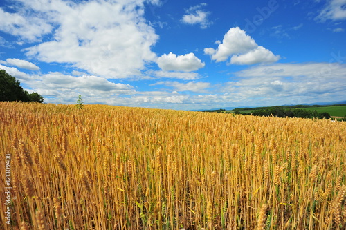 Yellow Wheat Fields in Biei  Hokkaido  Japan