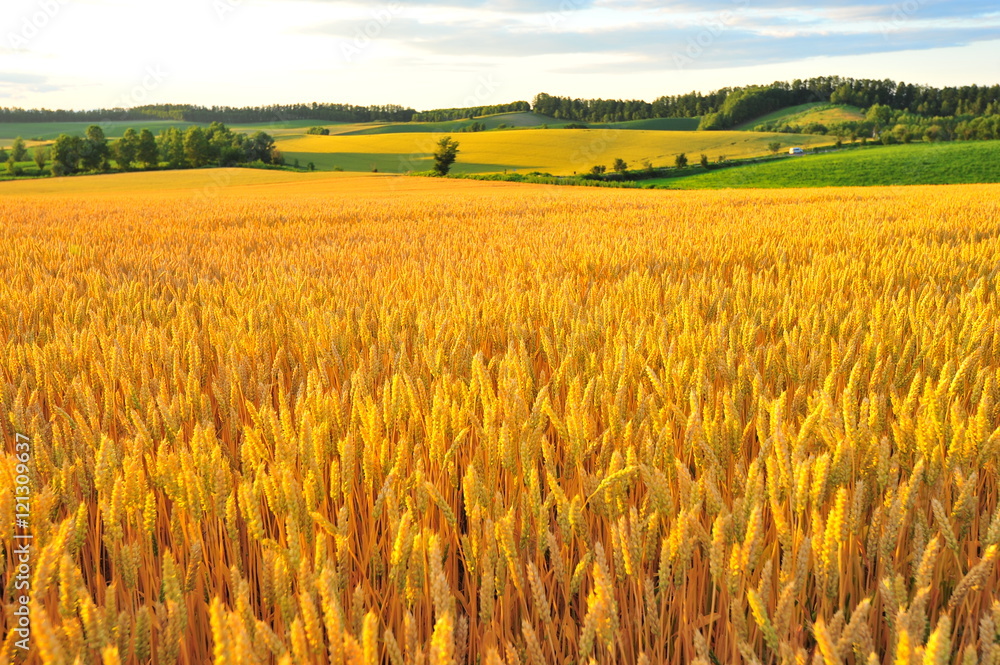 Yellow Wheat Fields in Biei, Hokkaido, Japan
