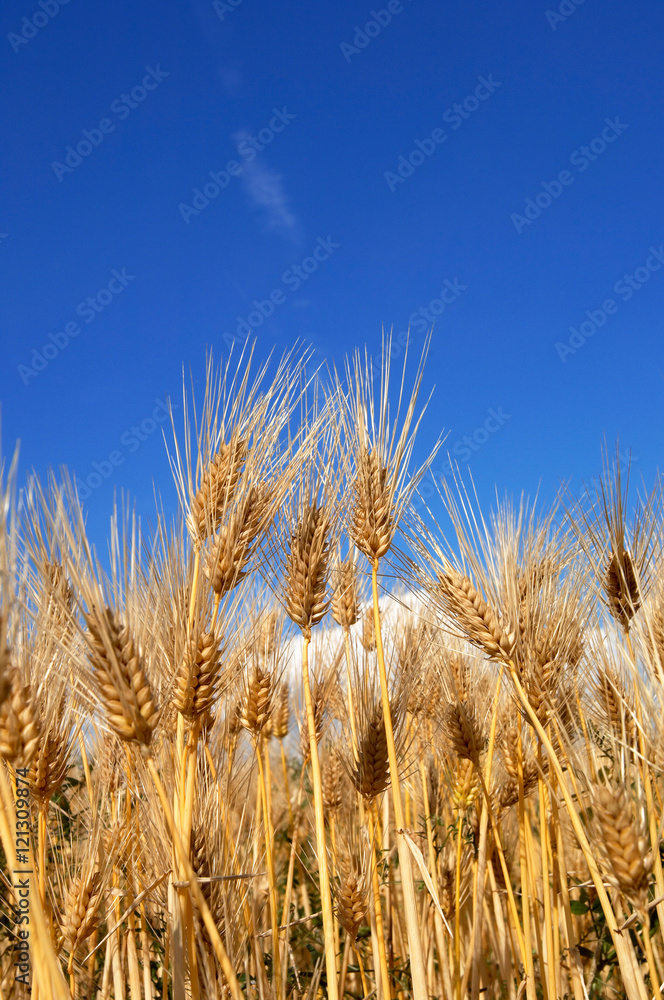 Fototapeta premium 麦秋