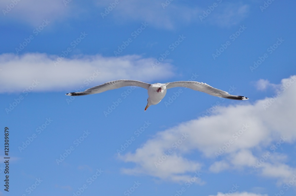 A seagull bird flying in the sky A seagull bird flying in the sky