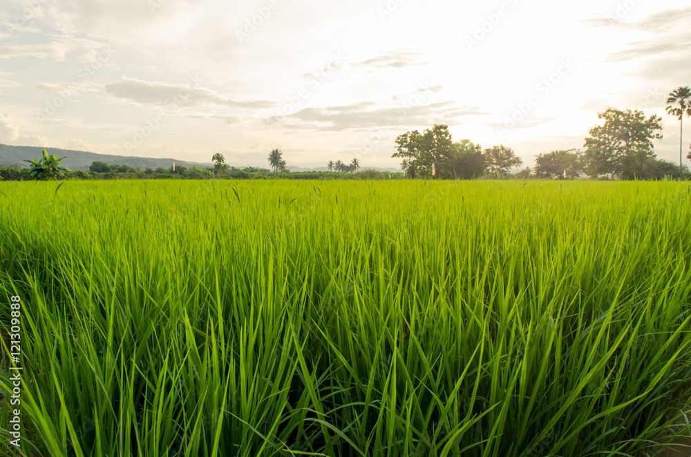 Green ear of rice in paddy rice field