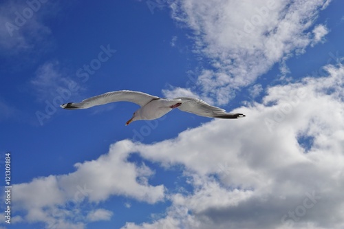 A seagull bird flying in the sky