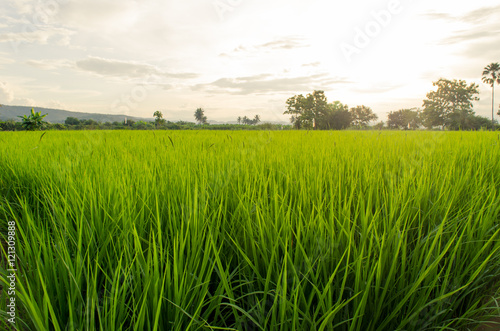 Green ear of rice in paddy rice field
