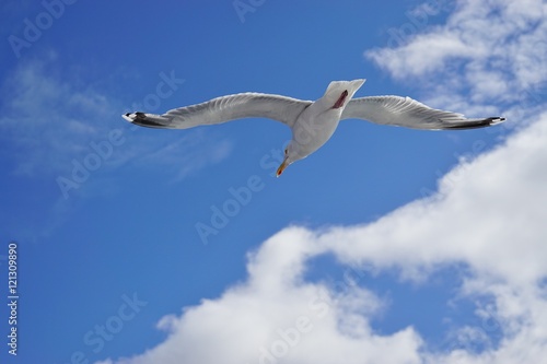 A seagull bird flying in the sky