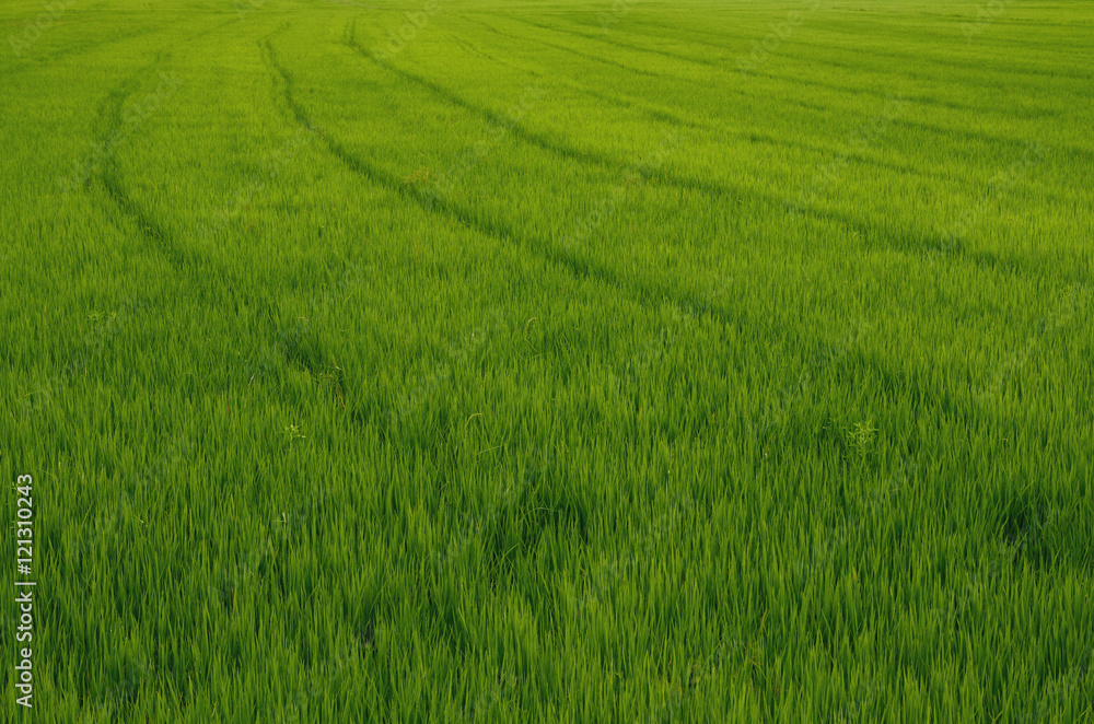 green rice meadow 