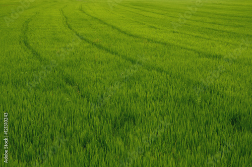 green rice meadow 