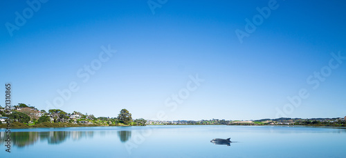 Dolphin in Orewa Estuary