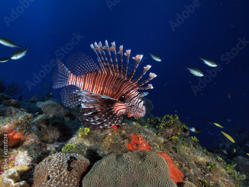 Lionfish (Grand Cayman)