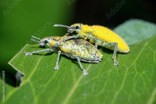 Εκτύπωση καμβά Loving Gold Dust Weevil (Hypomeces squamosus, Curculionidae)
Male one (with gold pubescence) look prettier than the female