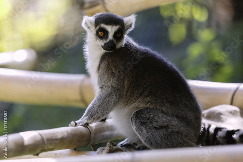 Lemur