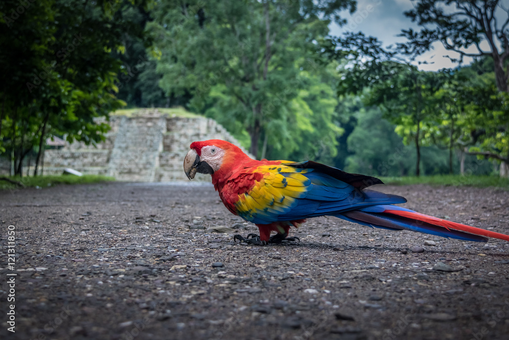 Obraz premium Scarlet Macaw at Mayan Ruins Archaeological site - Copan, Honduras