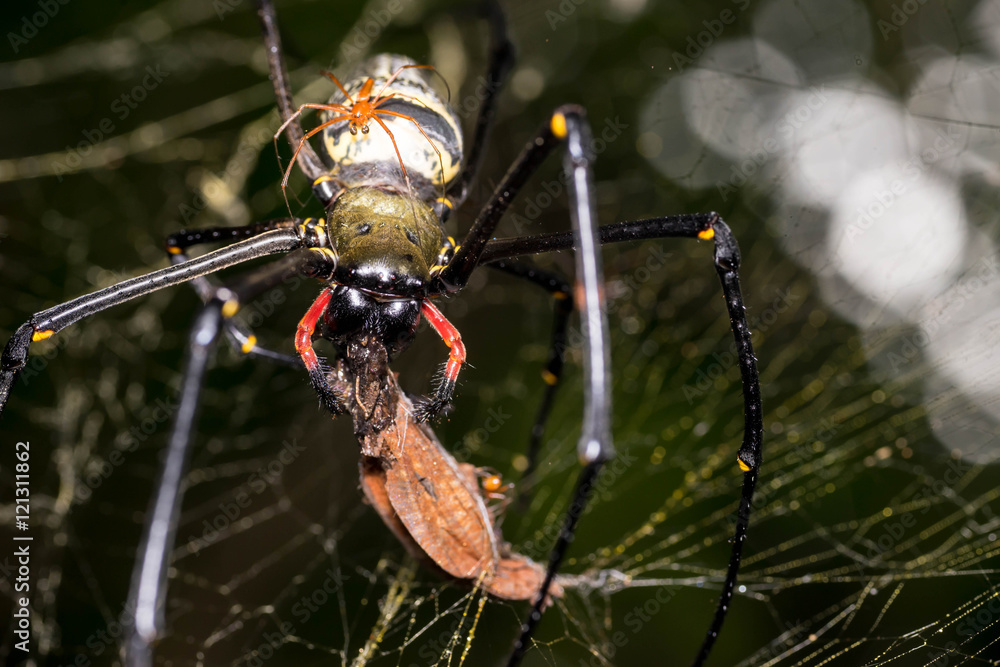 Giant Golden Orb Weaver Spider (Nephilia Pelipes) Eating a Butterfly