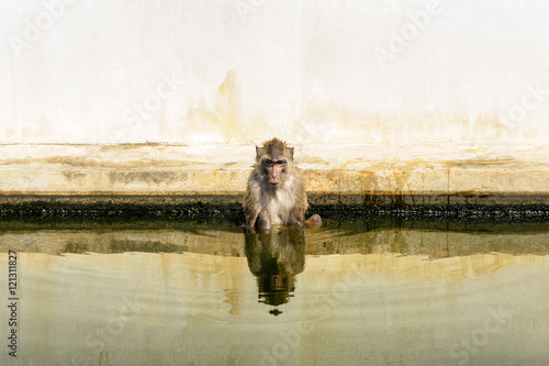 Monkey immersed in pond because hot weather in Thailand photo