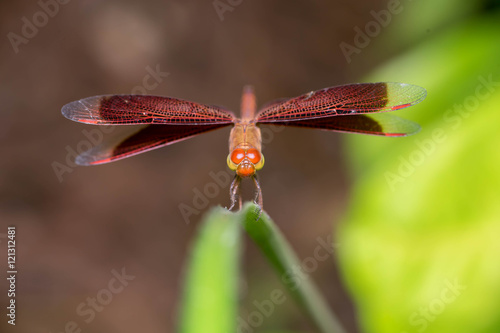 Red-veined darter dragonfly (Sympetrum fonscolombii) resting on a leaf