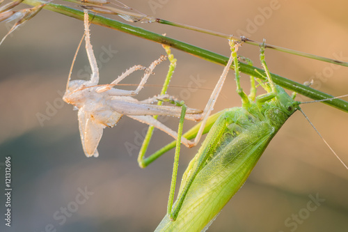 Detail on a Great Green Bush-Cricket shed skin (Ecdysis)